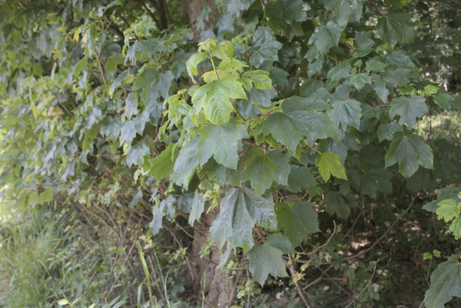 Sycamore Maple (Acer Pseudoplatanus) — deciduous tree reaching up to 100 feet tall; providing ample shade.<br><br>Its leaves are distinctive - broad with five