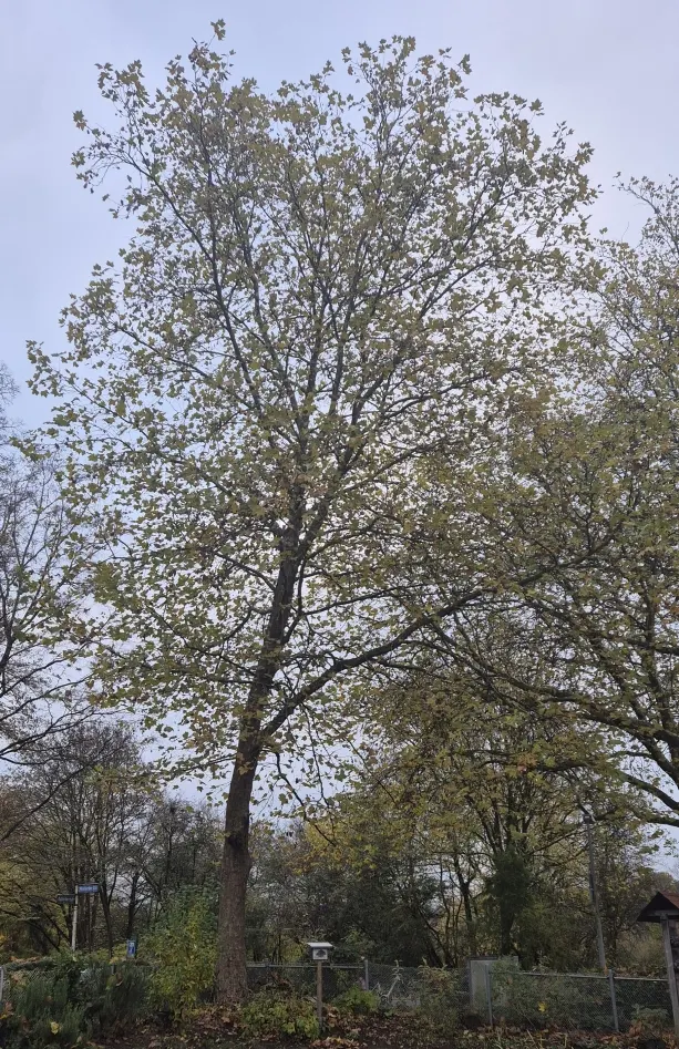 Sycamore Maple (Acer Pseudoplatanus) — providing habitat and food for a myriad of birds and small mammals