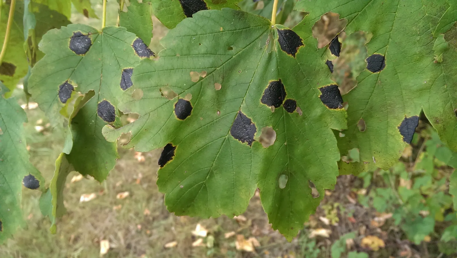 Sycamore Maple (Acer Pseudoplatanus) — The Sycamore Maple (Acer pseudoplatanus) is a hardy; turning yellow-brown in fall, image 93