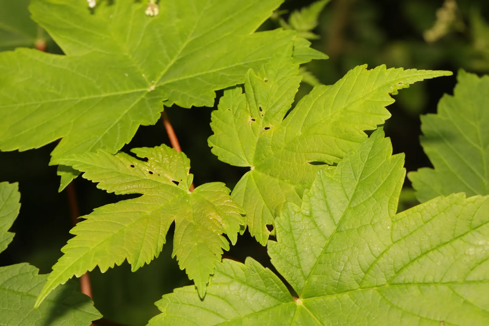 Sycamore Maple (Acer Pseudoplatanus) — It typically reaches a height of 65 to 100 feet with a spread of about 40 to 70 feet at maturity; though it, image 55