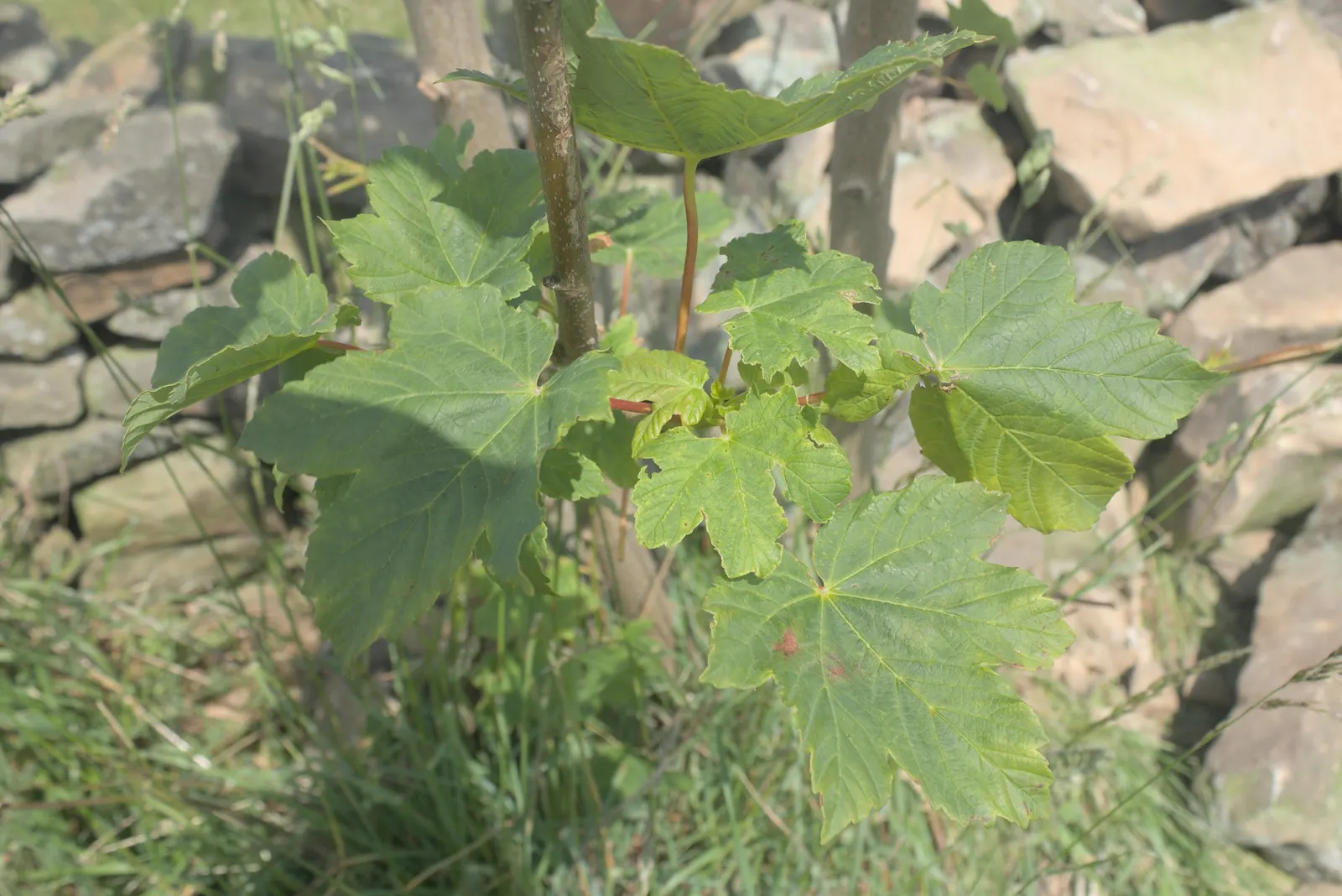 Sycamore Maple (Acer Pseudoplatanus) — This species exhibits a robust branching pattern that forms a broad; yellow flowers in the garden, image 56