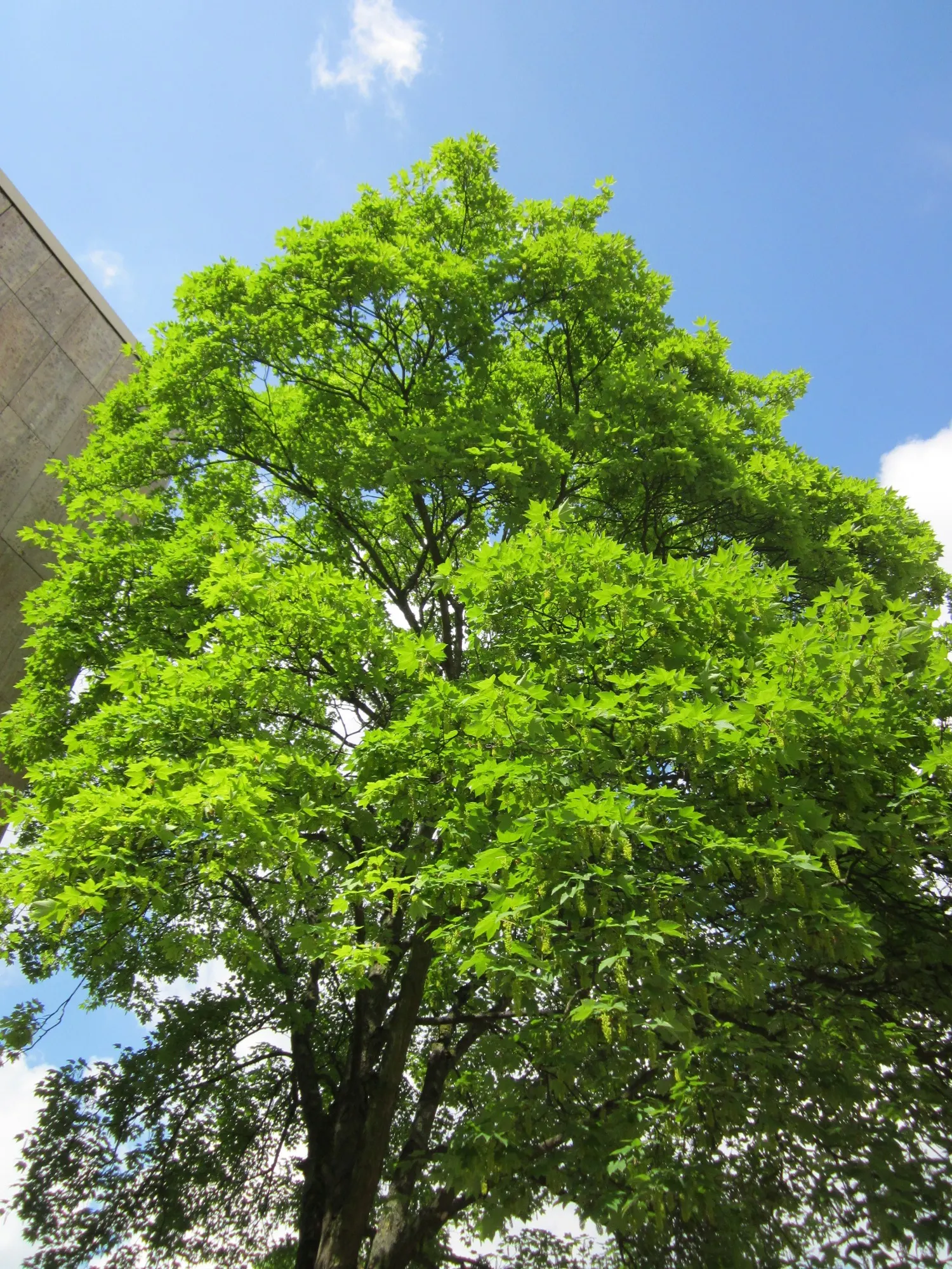 Sycamore Maple (Acer Pseudoplatanus) — It thrives in zones 4-7, prefers well-drained soil, and can tolerate wind and pollution; it typically, image 74