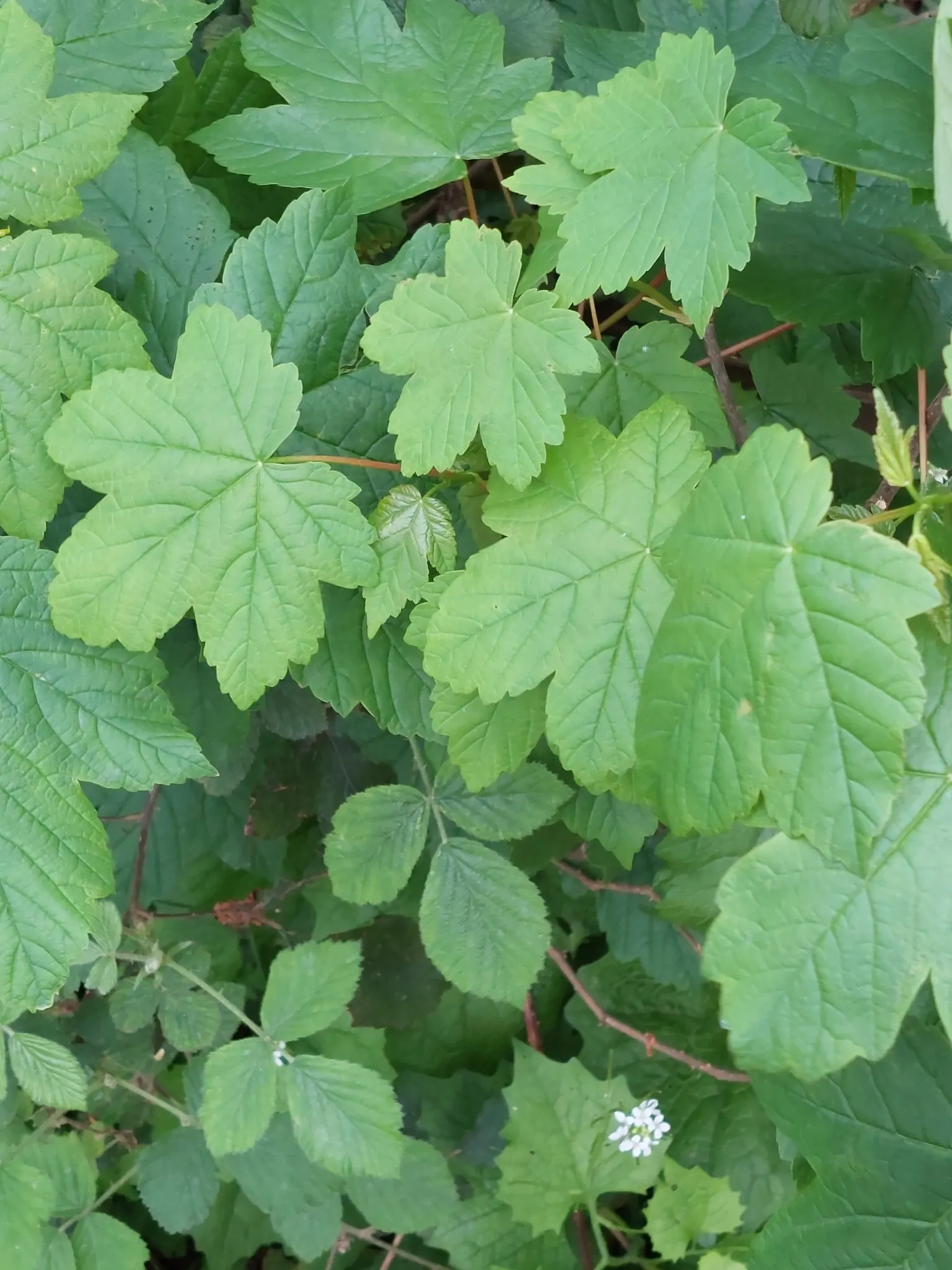 Sycamore Maple (Acer Pseudoplatanus) — tree for full