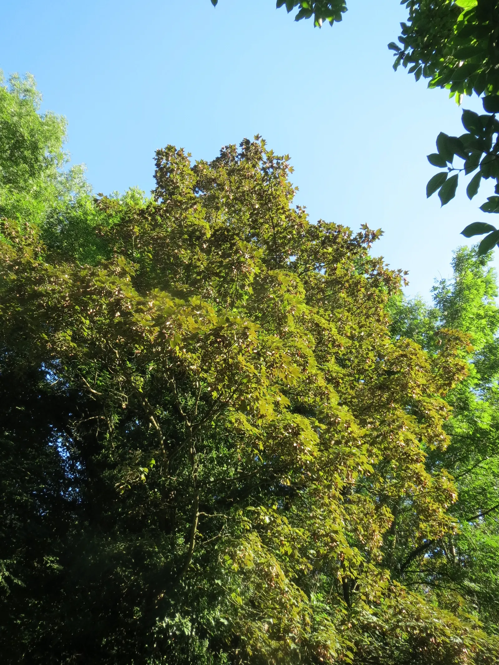 Sycamore Maple (Acer Pseudoplatanus) — Winged seeds facilitate spread; it's important to consider its growth rate and ultimate size
