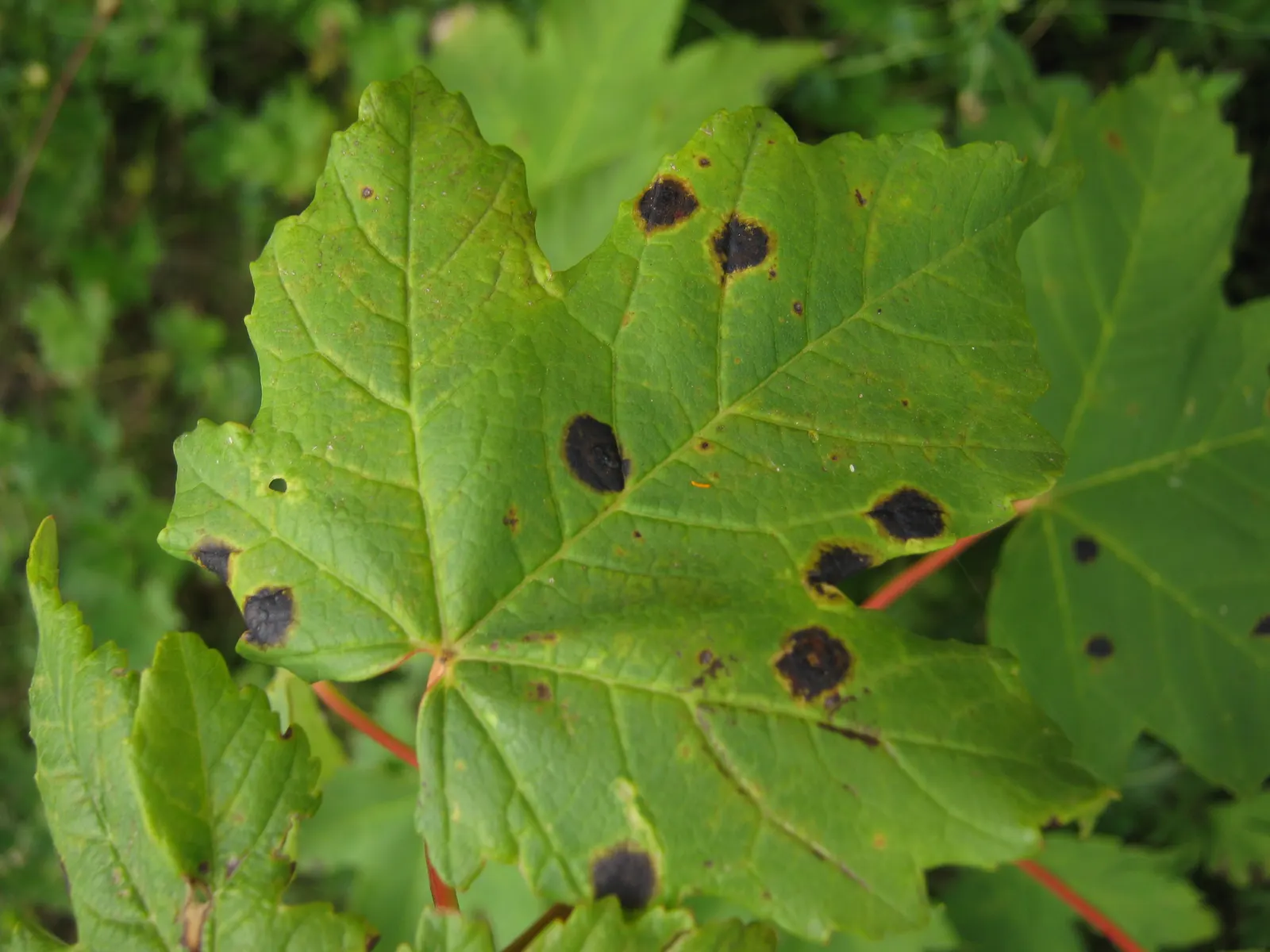 Sycamore Maple (Acer Pseudoplatanus) — the Sycamore Maple thrives in a variety of soil conditions; that helicopter to the ground in autumn, image 59