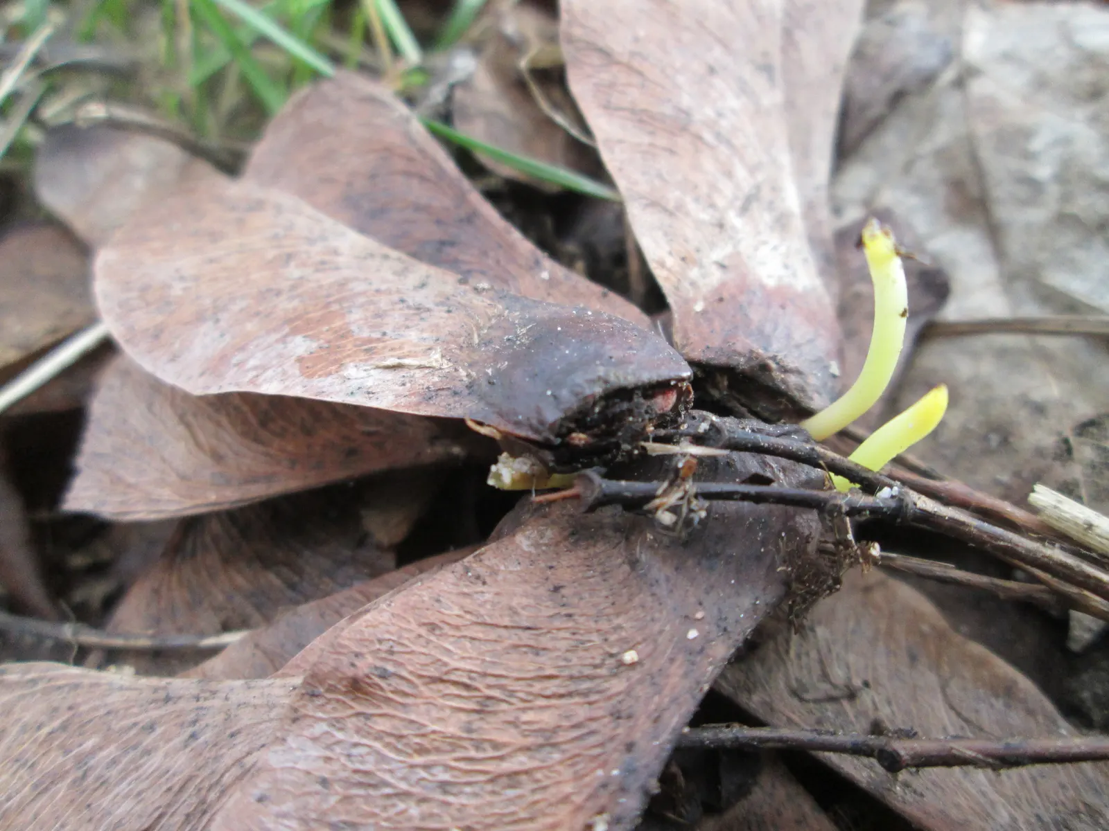 Sycamore Maple (Acer Pseudoplatanus) — though it prefers well-drained