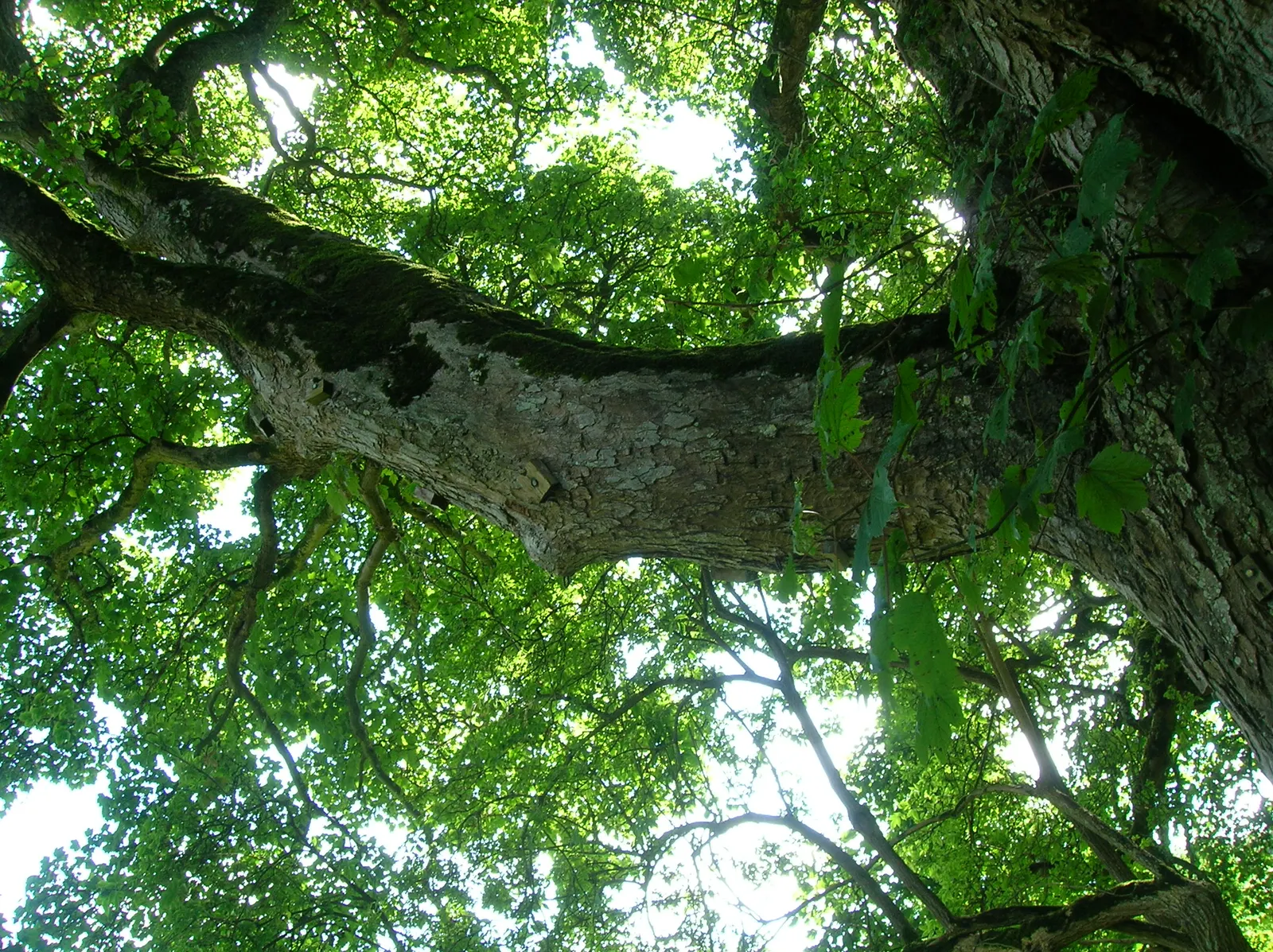 Sycamore Maple (Acer Pseudoplatanus) — with five lobes and toothed margins