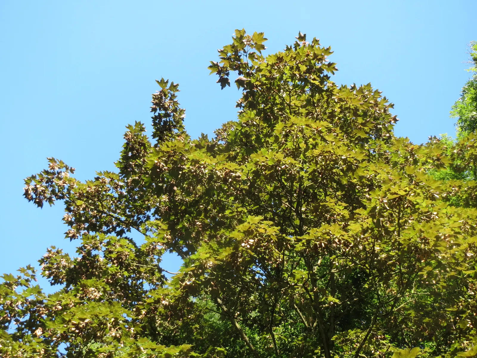 Sycamore Maple (Acer Pseudoplatanus) — resembling those of the platypus but with a more textured surface