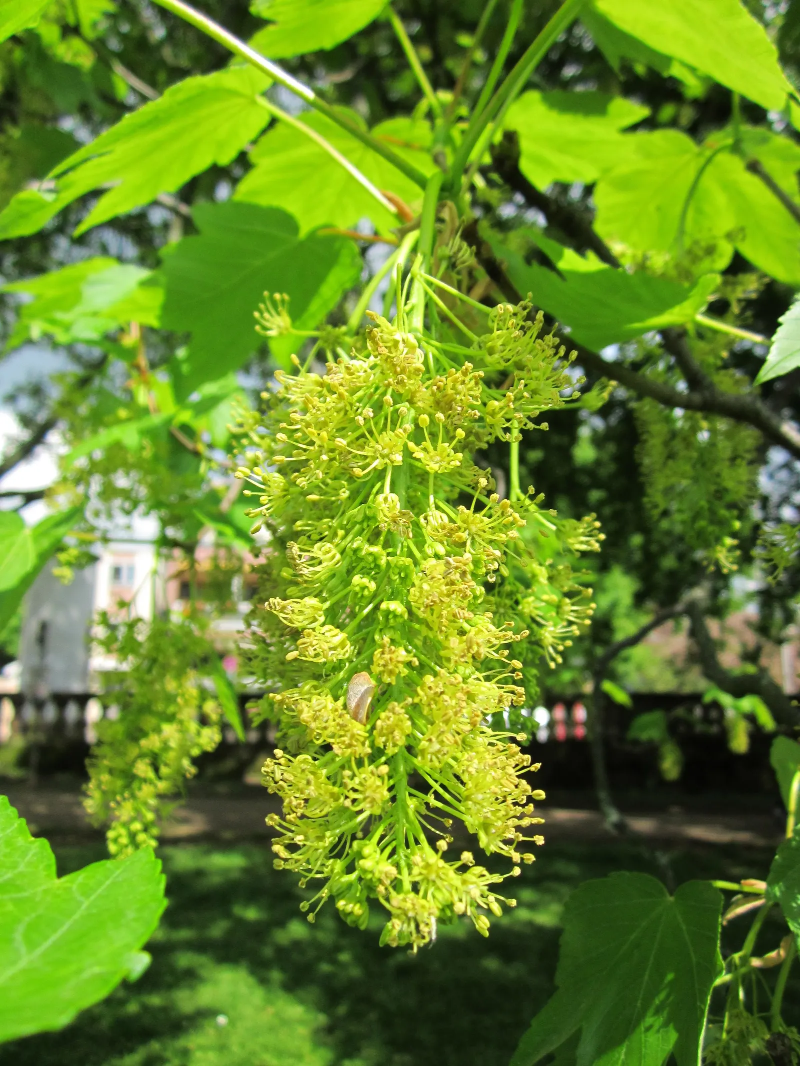 Sycamore Maple (Acer Pseudoplatanus) — though it prefers well-drained; with five lobes and toothed margins, image 106