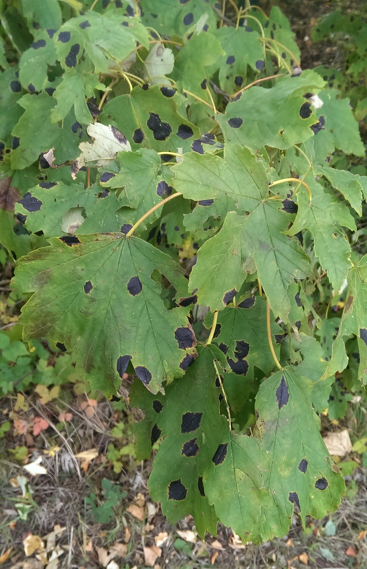 Sycamore Maple (Acer Pseudoplatanus) — that helicopter to the ground in autumn; it tolerates urban pollution, image 65