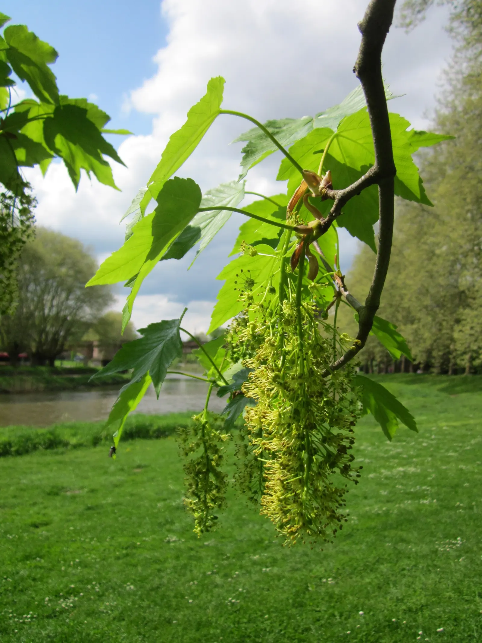 Sycamore Maple (Acer Pseudoplatanus) — tree for full; providing habitat and food for a myriad of birds and small mammals, image 115