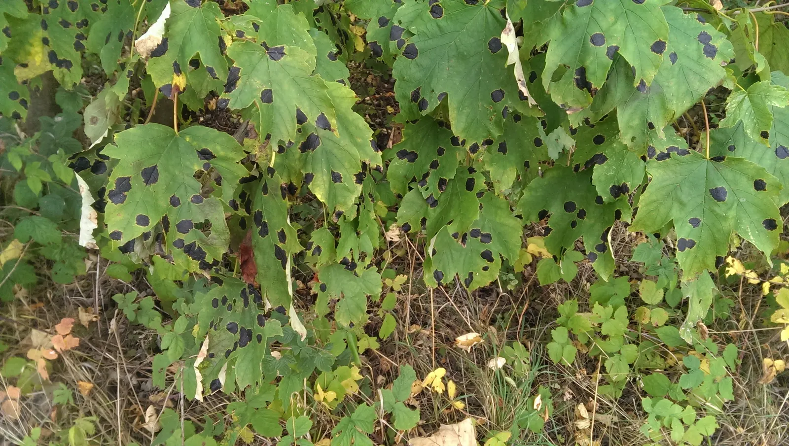 Sycamore Maple (Acer Pseudoplatanus) — though it prefers well-drained; with five lobes and toothed margins