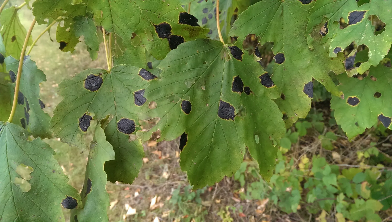 Sycamore Maple (Acer Pseudoplatanus) — Its extensive root system necessitates ample space away from foundations and pavements to prevent, image 86
