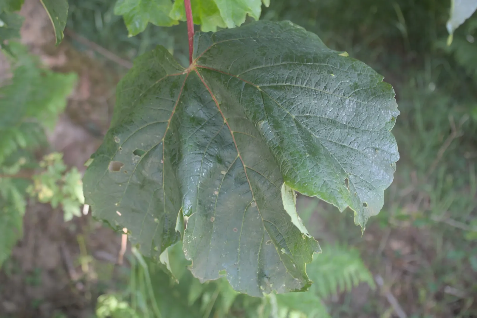 Sycamore Maple (Acer Pseudoplatanus) — is a highly adaptable deciduous tree renowned for its imposing stature and vibrant seasonal palette; ideal, image 123
