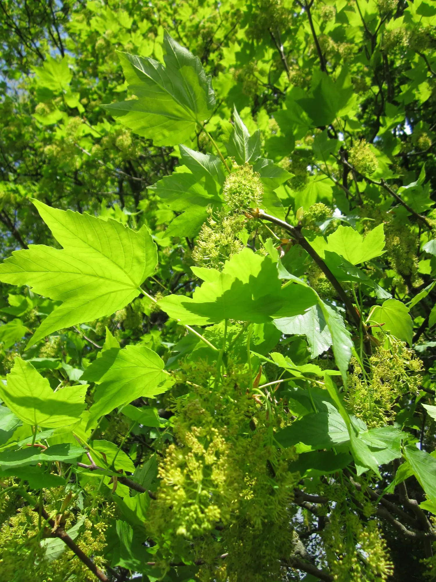 Sycamore Maple (Acer Pseudoplatanus) — It thrives in zones 4-7, prefers well-drained soil, and can tolerate wind and pollution; it typically, image 97