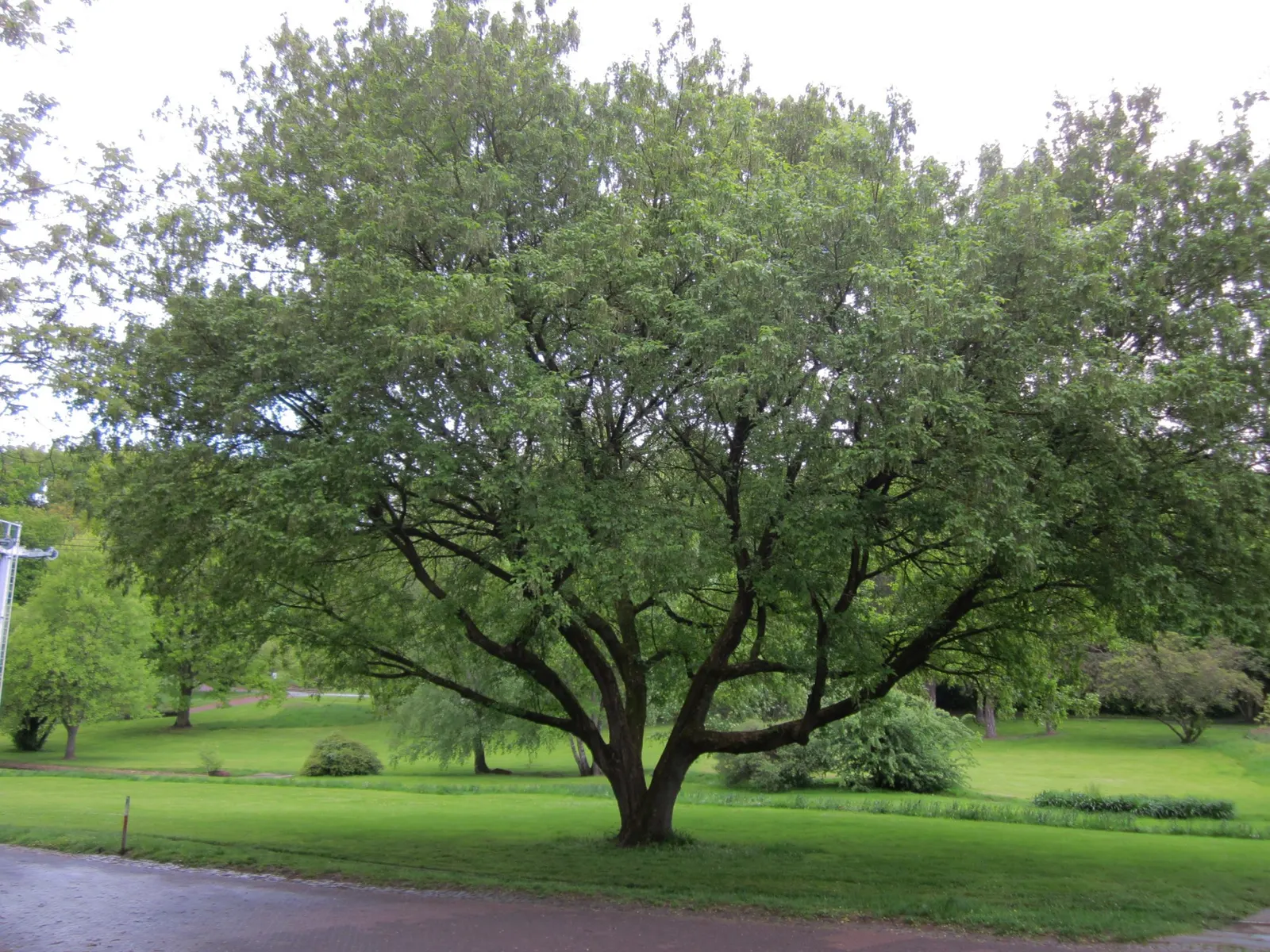 Sycamore Maple (Acer Pseudoplatanus) — It typically reaches a height of 65 to 100 feet with a spread of about 40 to 70 feet at maturity; though it, image 124