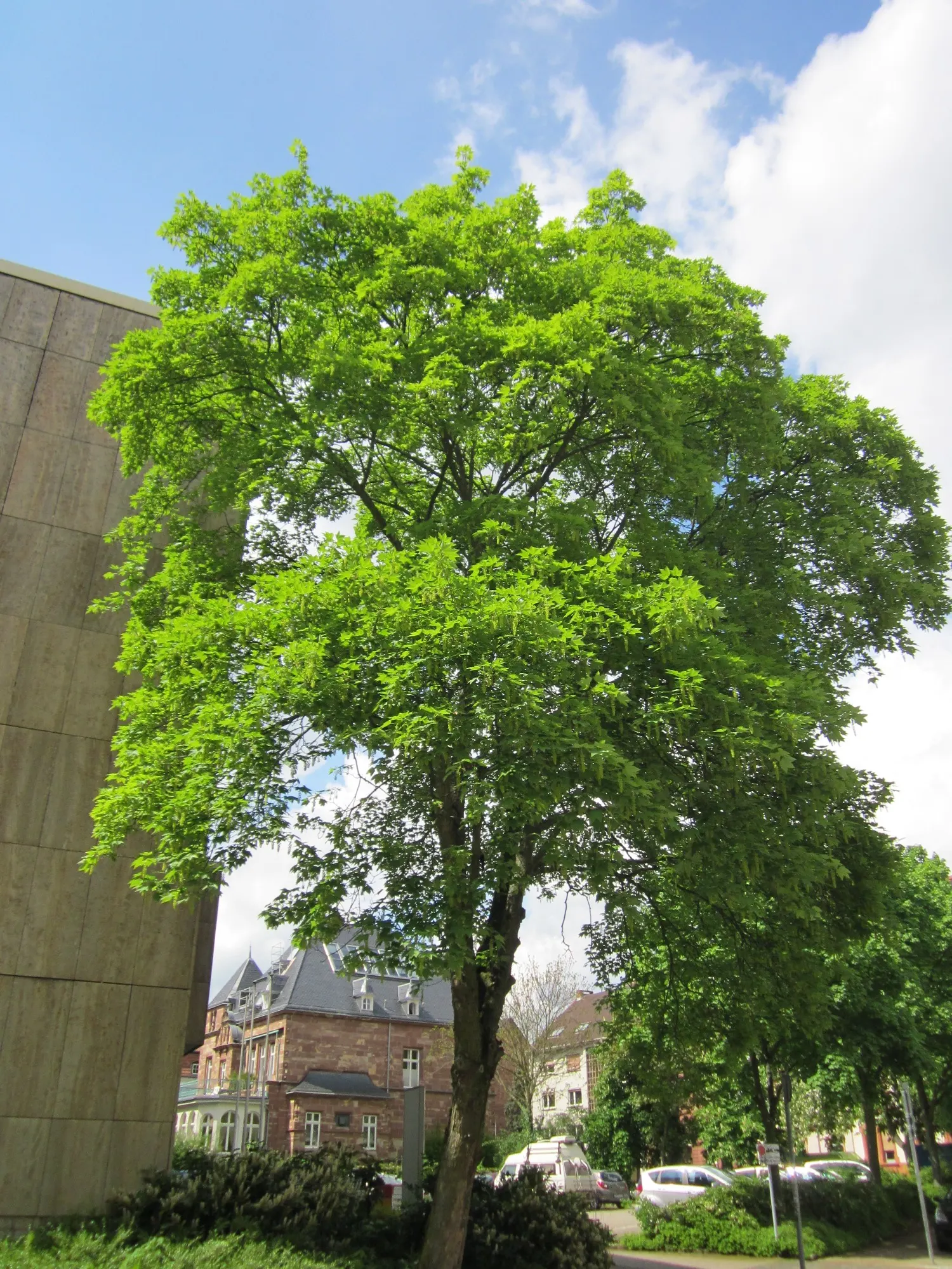 Sycamore Maple (Acer Pseudoplatanus) — This species exhibits a robust branching pattern that forms a broad; yellow flowers in the garden, image 79