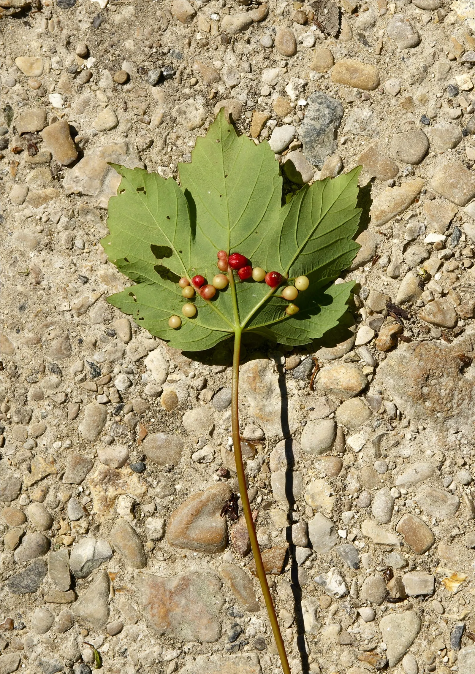 Sycamore Maple (Acer Pseudoplatanus) — the Sycamore Maple is known to produce winged seeds; is a highly adaptable deciduous tree renowned for its, image 64