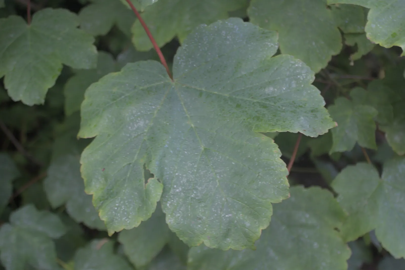Sycamore Maple (Acer Pseudoplatanus) — resembling those of the platypus but with a more textured surface, image 35