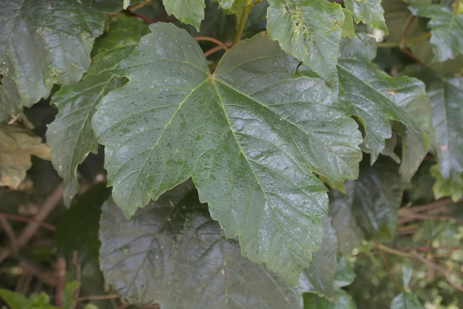 Sycamore Maple (Acer Pseudoplatanus) — Ideal for large landscapes needing shade or visual interest; tree for full, image 76