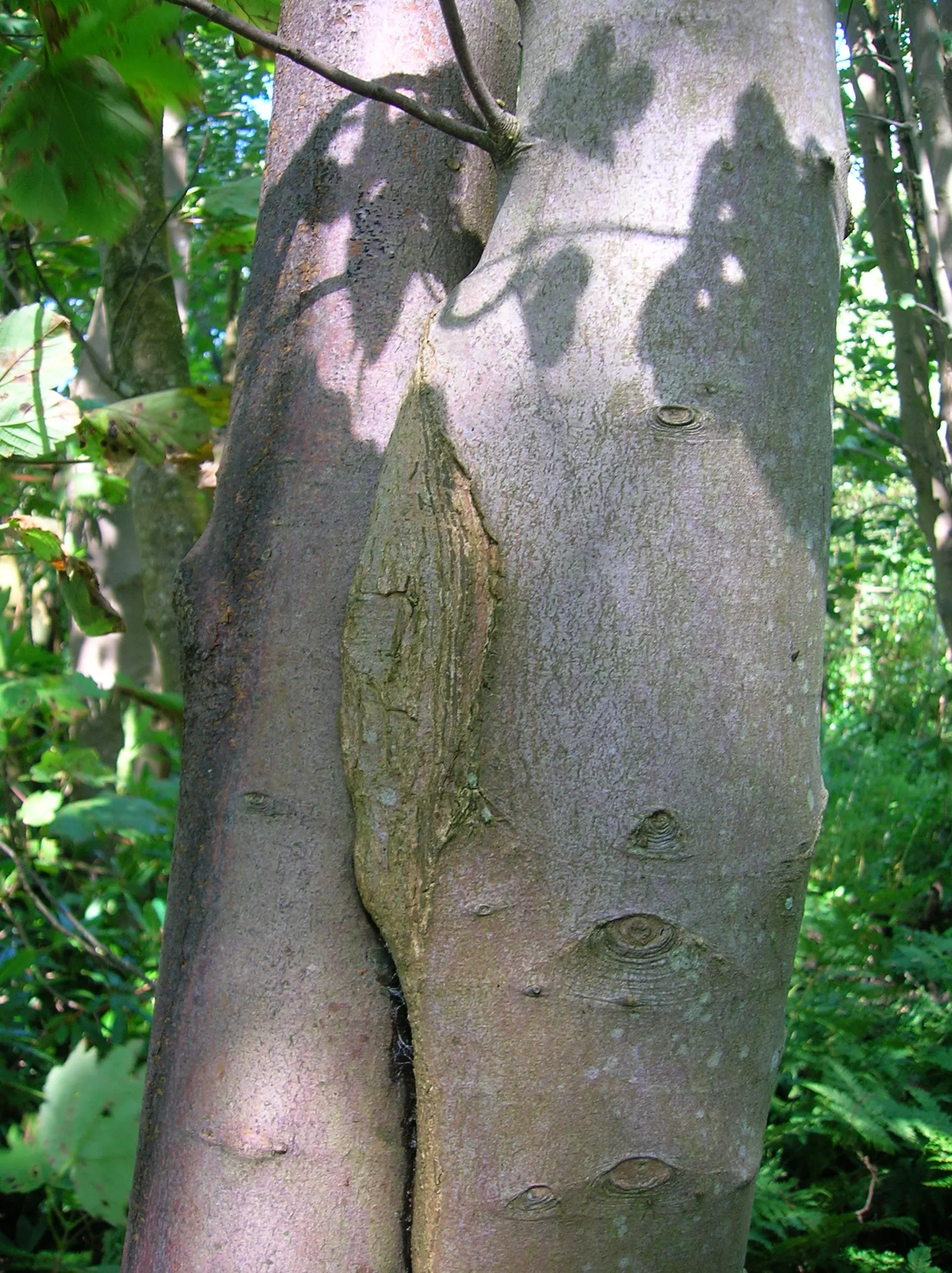 Sycamore Maple (Acer Pseudoplatanus) — is a highly adaptable deciduous tree renowned for its imposing stature and vibrant seasonal palette; ideal, image 77