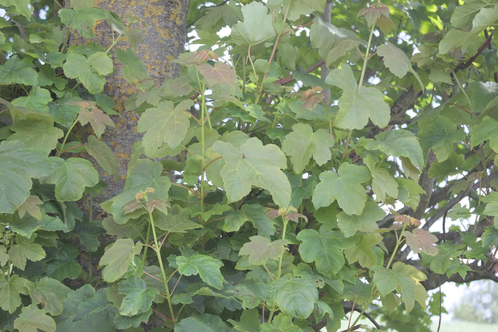 Sycamore Maple (Acer Pseudoplatanus) — yellow flowers in the garden; winged seeds facilitate spread