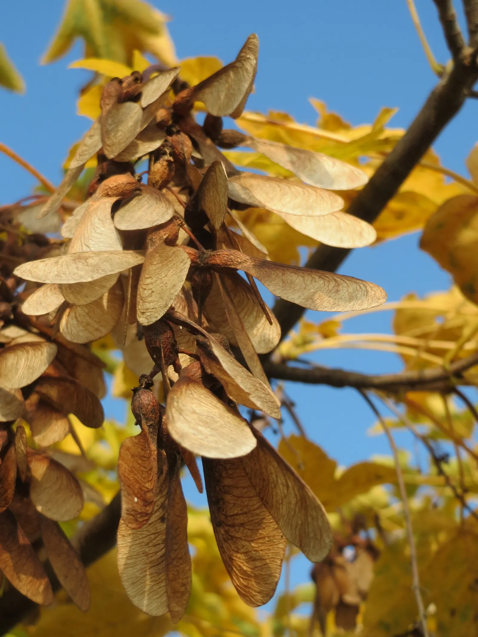 Sycamore Maple (Acer Pseudoplatanus) — The Sycamore Maple (Acer pseudoplatanus) is a hardy; turning yellow-brown in fall, image 70