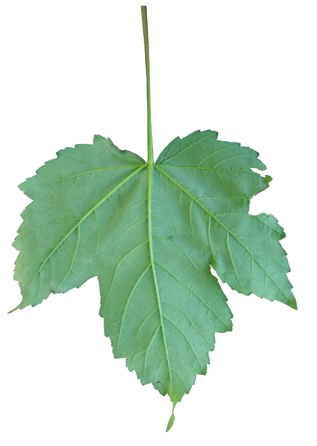 Sycamore Maple (Acer Pseudoplatanus) — tree for full; providing habitat and food for a myriad of birds and small mammals