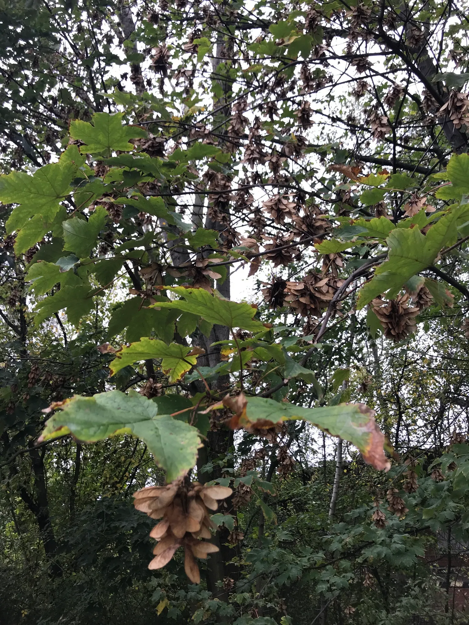 Sycamore Maple (Acer Pseudoplatanus) — turning yellow-brown in fall; deciduous tree reaching up to 100 feet tall