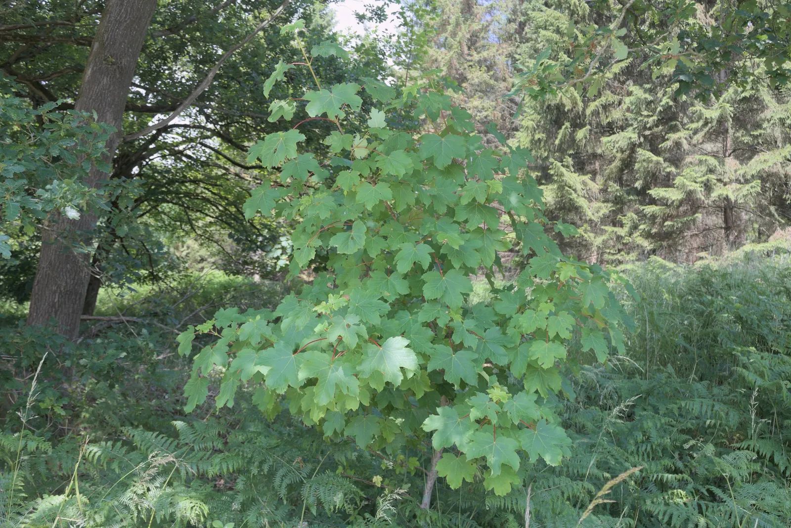 Sycamore Maple (Acer Pseudoplatanus) — resembling those of the platypus but with a more textured surface, image 58