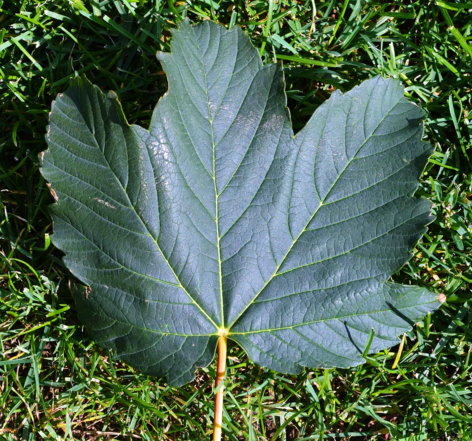 Sycamore Maple (Acer Pseudoplatanus) — the Sycamore Maple thrives in a variety of soil conditions