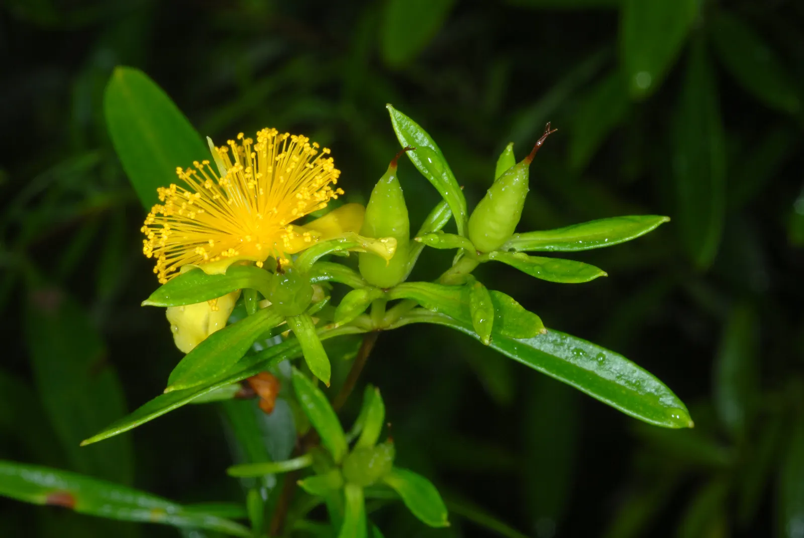 Creeping St. John's Wort, Aaron's B (Hypericum Prolificum) — Its sun-loving nature suits USDA zones 4-8