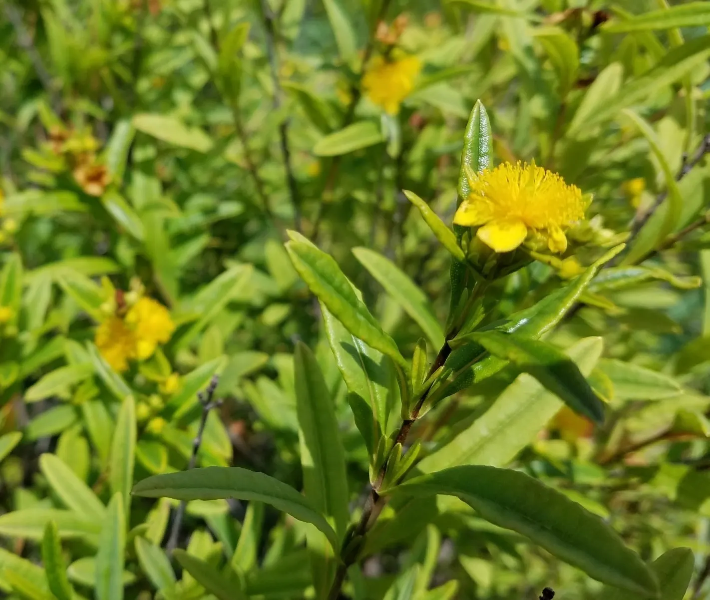 Creeping St. John's Wort, Aaron's B (Hypericum Prolificum) — yellow flowers in the garden