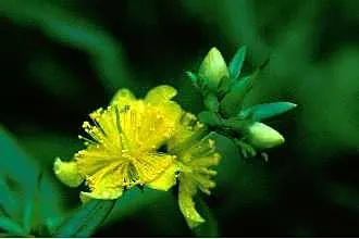 Creeping St. John's Wort, Aaron's B (Hypericum Prolificum) — making it suitable for xeriscaped or low-maintenance gardens