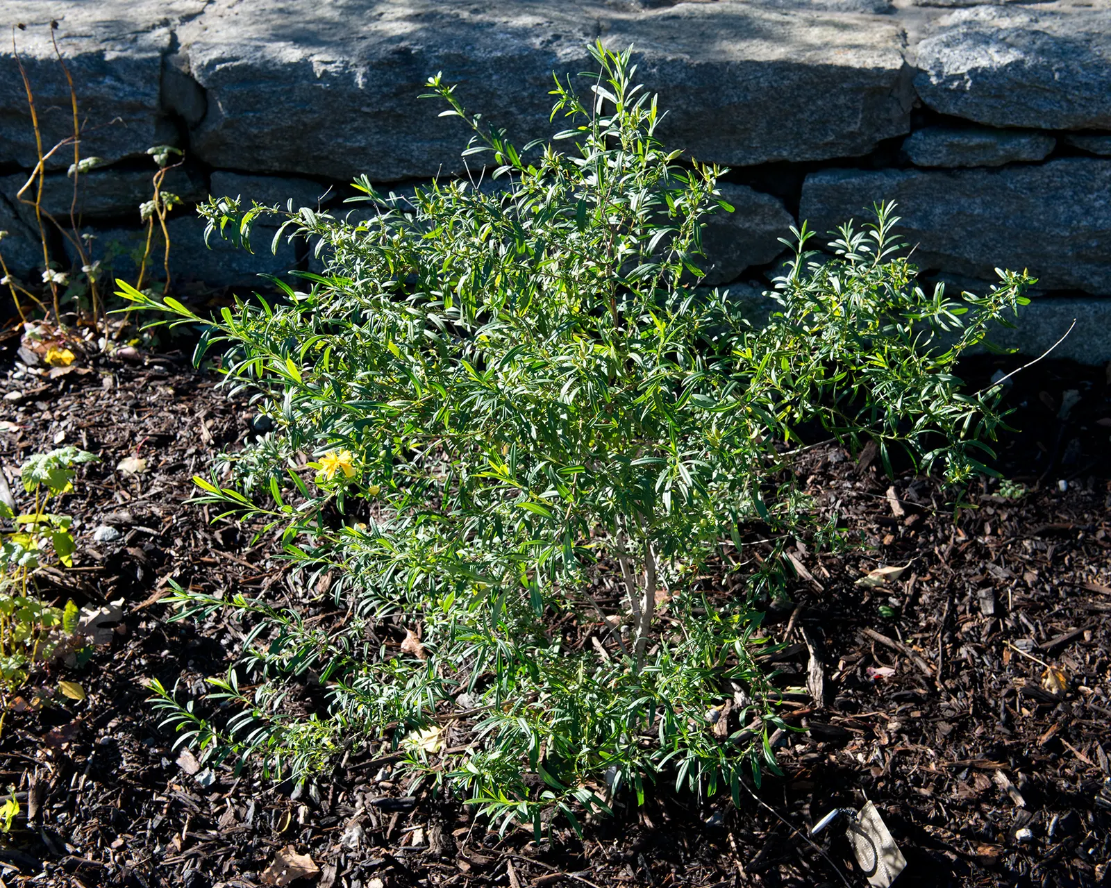Creeping St. John's Wort, Aaron's B (Hypericum Prolificum) — woody stems that spread horizontally