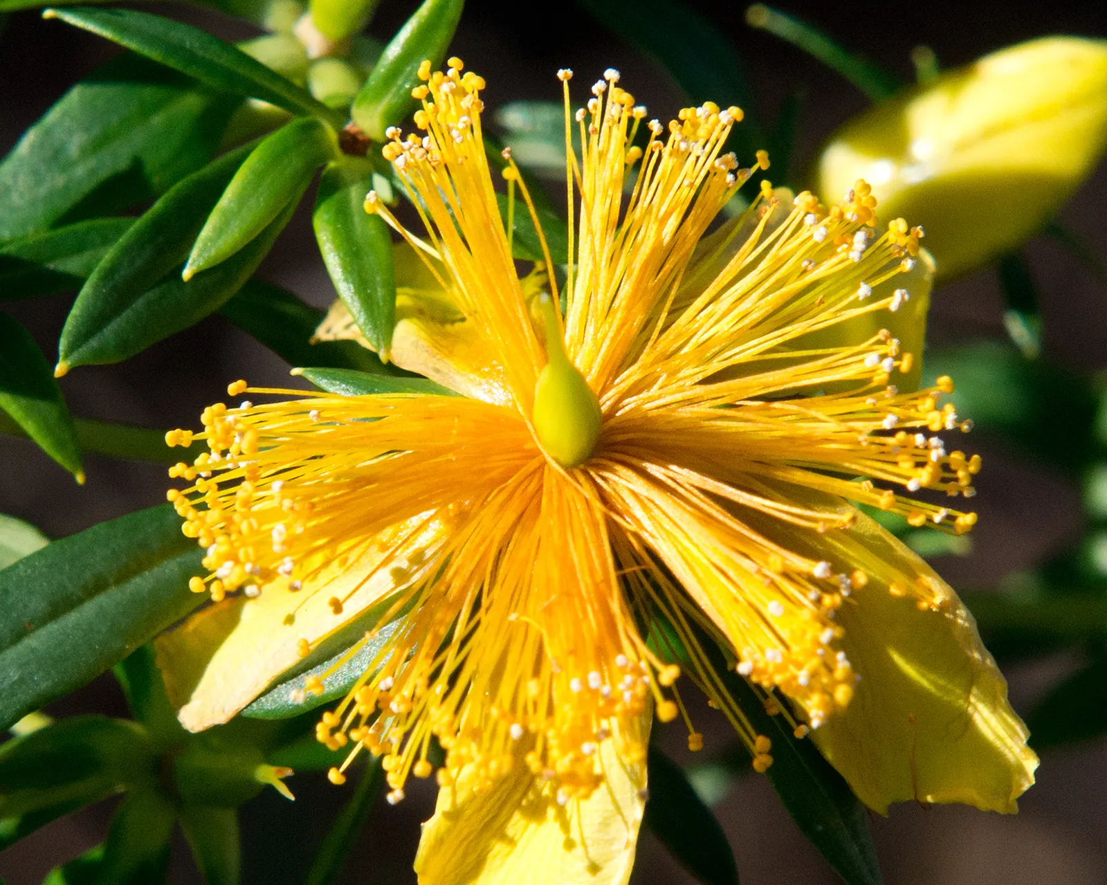 Creeping St. John's Wort, Aaron's B (Hypericum Prolificum) — Aaron's Beard (Hypericum prolificum)