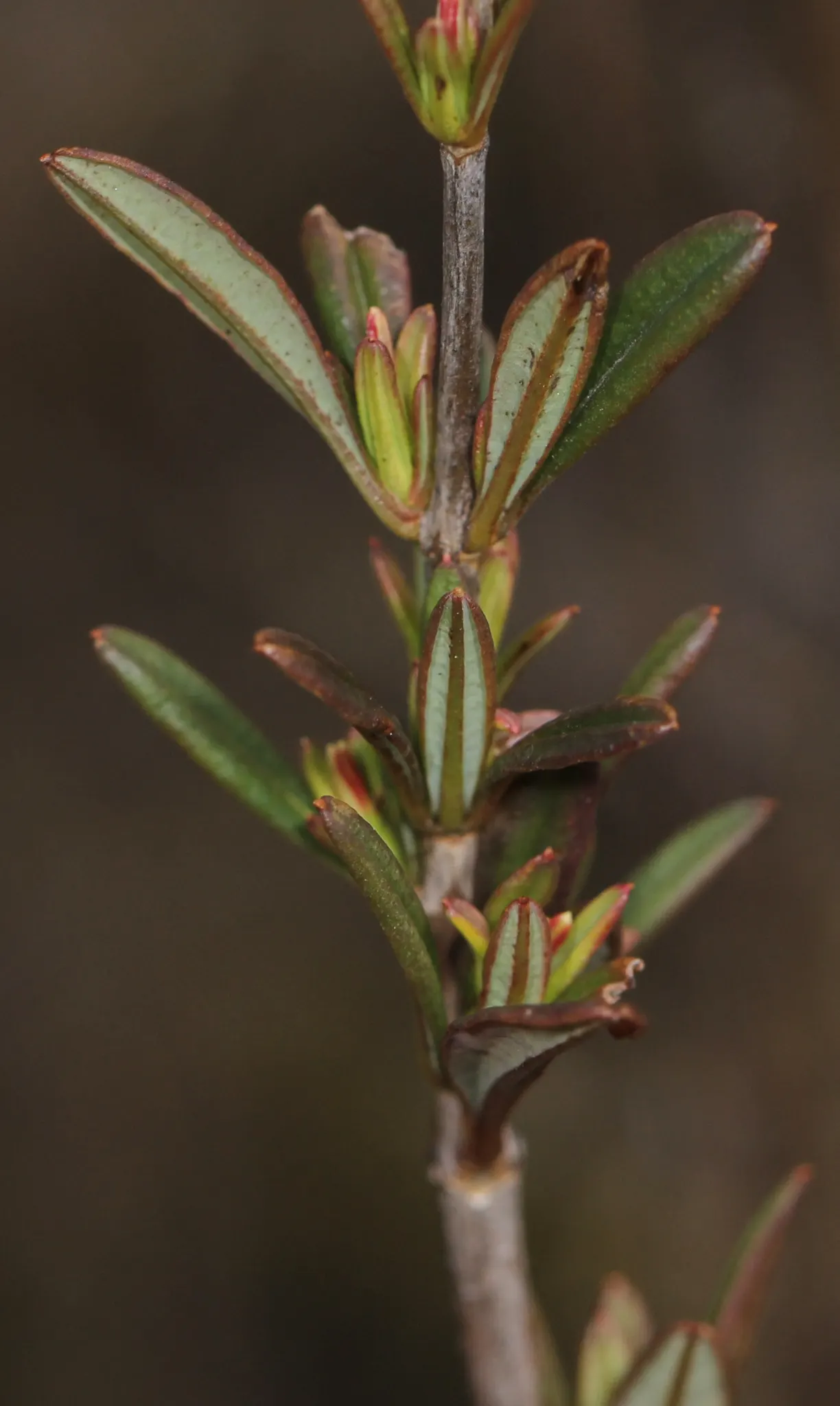 Creeping St. John's Wort, Aaron's B (Hypericum Prolificum) — It's a versatile plant that brings life and color to a garden with minimal care