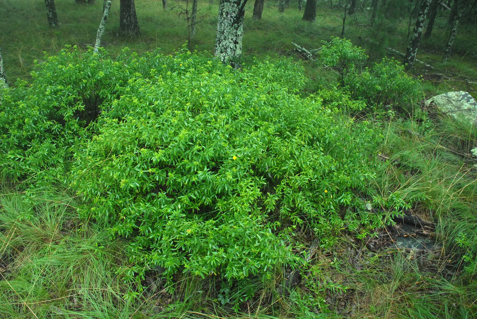 Creeping St. John's Wort, Aaron's B (Hypericum Prolificum) — each blossom measuring up to 1 inch across