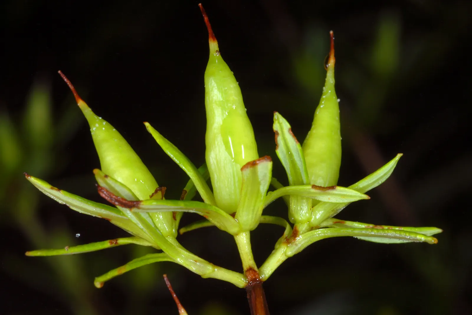 Creeping St. John's Wort, Aaron's B (Hypericum Prolificum) — Expect a height of 12‚Äì18 inches and a spread of 18‚Äì24 inches