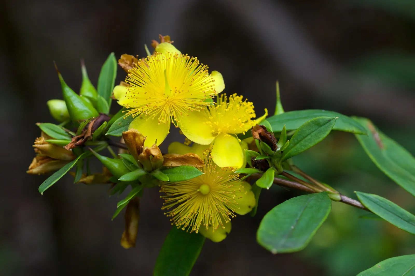 Creeping St. John's Wort, Aaron's B (Hypericum Prolificum) — ground cover with yellow blooms