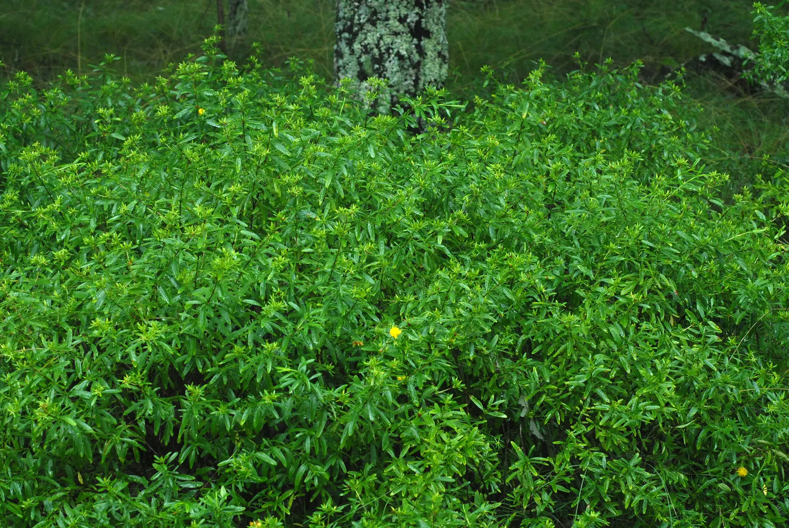 Creeping St. John's Wort, Aaron's B (Hypericum Prolificum) — It flourishes in USDA Hardiness Zones 4 through 8