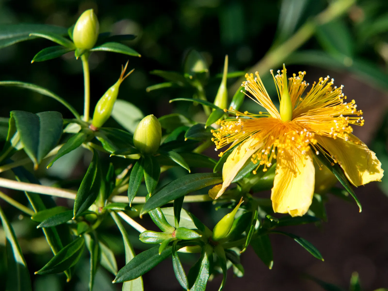 Creeping St. John's Wort, Aaron's B (Hypericum Prolificum) — star-shaped flowers in summer