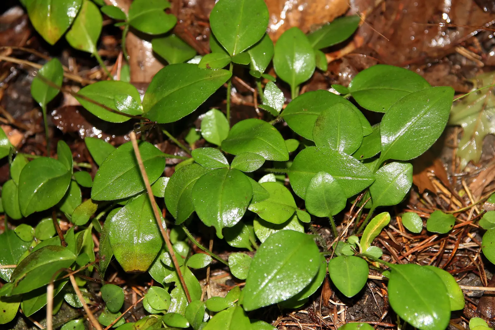 Creeping St. John's Wort, Aaron's B (Hypericum Prolificum) — Hypericum prolificum serves well as a ground cover