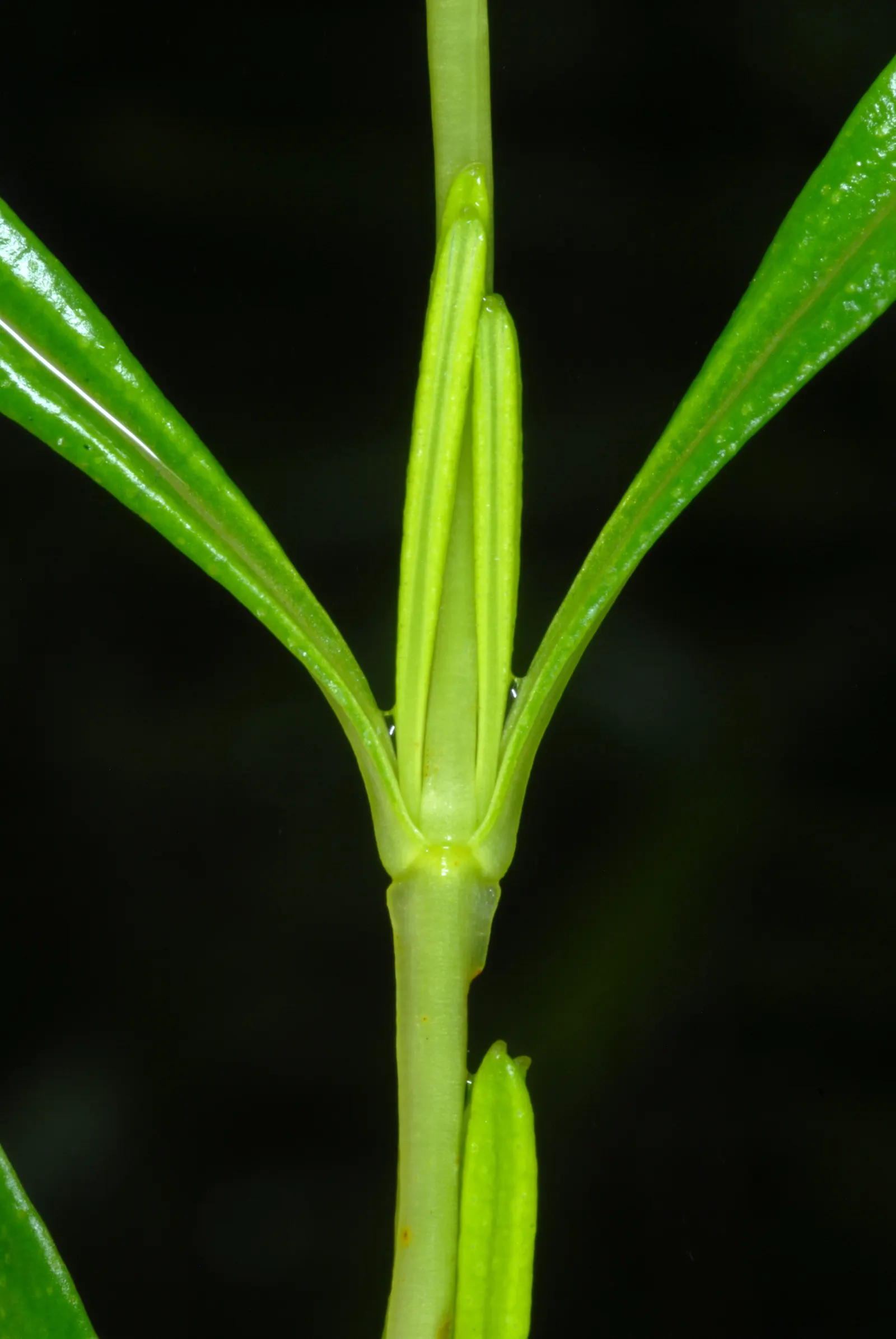 Creeping St. John's Wort, Aaron's B (Hypericum Prolificum) — With a typical height of 1 to 1.5 feet and a spread of 1.5 to 2 feet