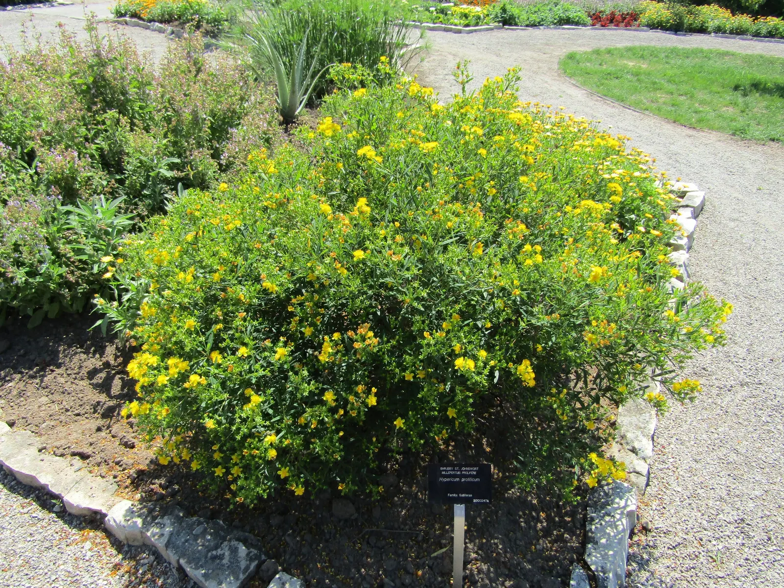 Creeping St. John's Wort, Aaron's B (Hypericum Prolificum) — ground cover for full or half or shade