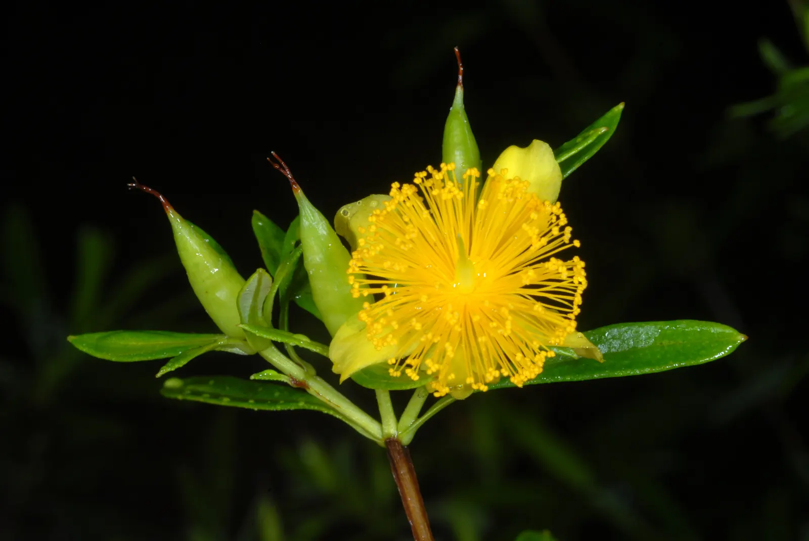 Creeping St. John's Wort, Aaron's B (Hypericum Prolificum) — providing a continuous carpet of greenery.<br><br>During the summer months