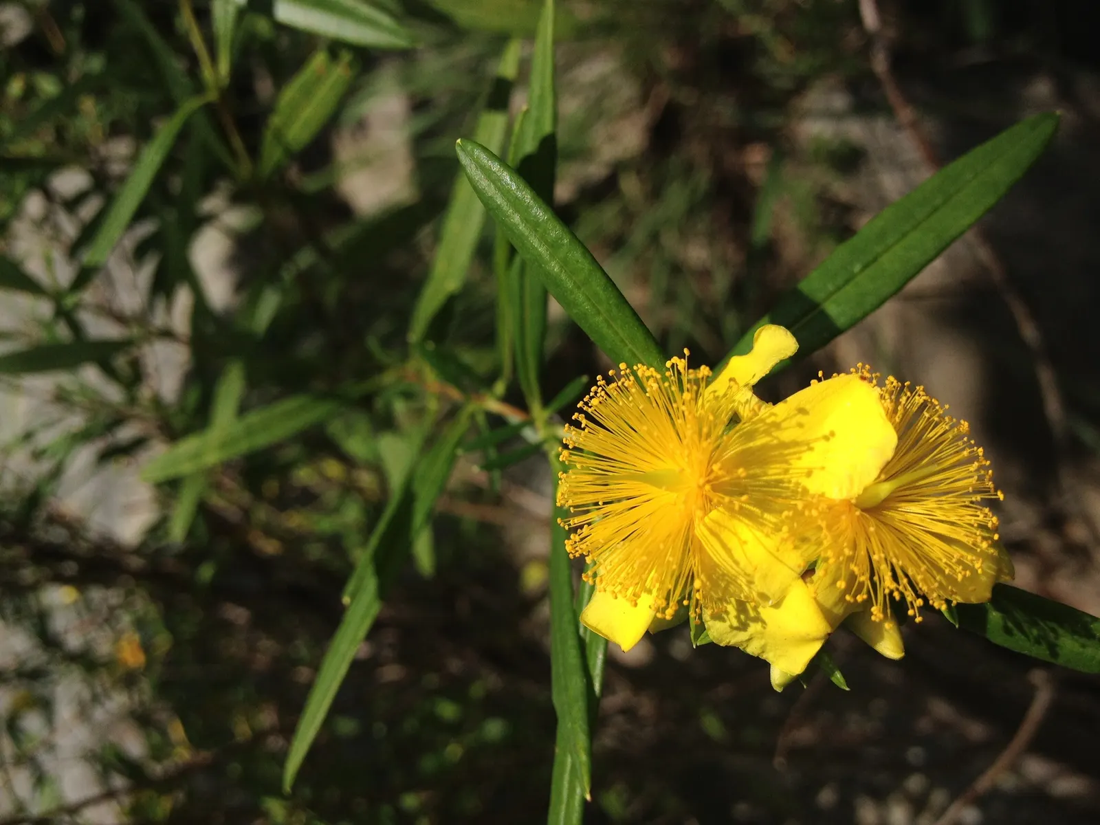 Creeping St. John's Wort, Aaron's B (Hypericum Prolificum) — inviting an array of pollinators including bees and butterflies