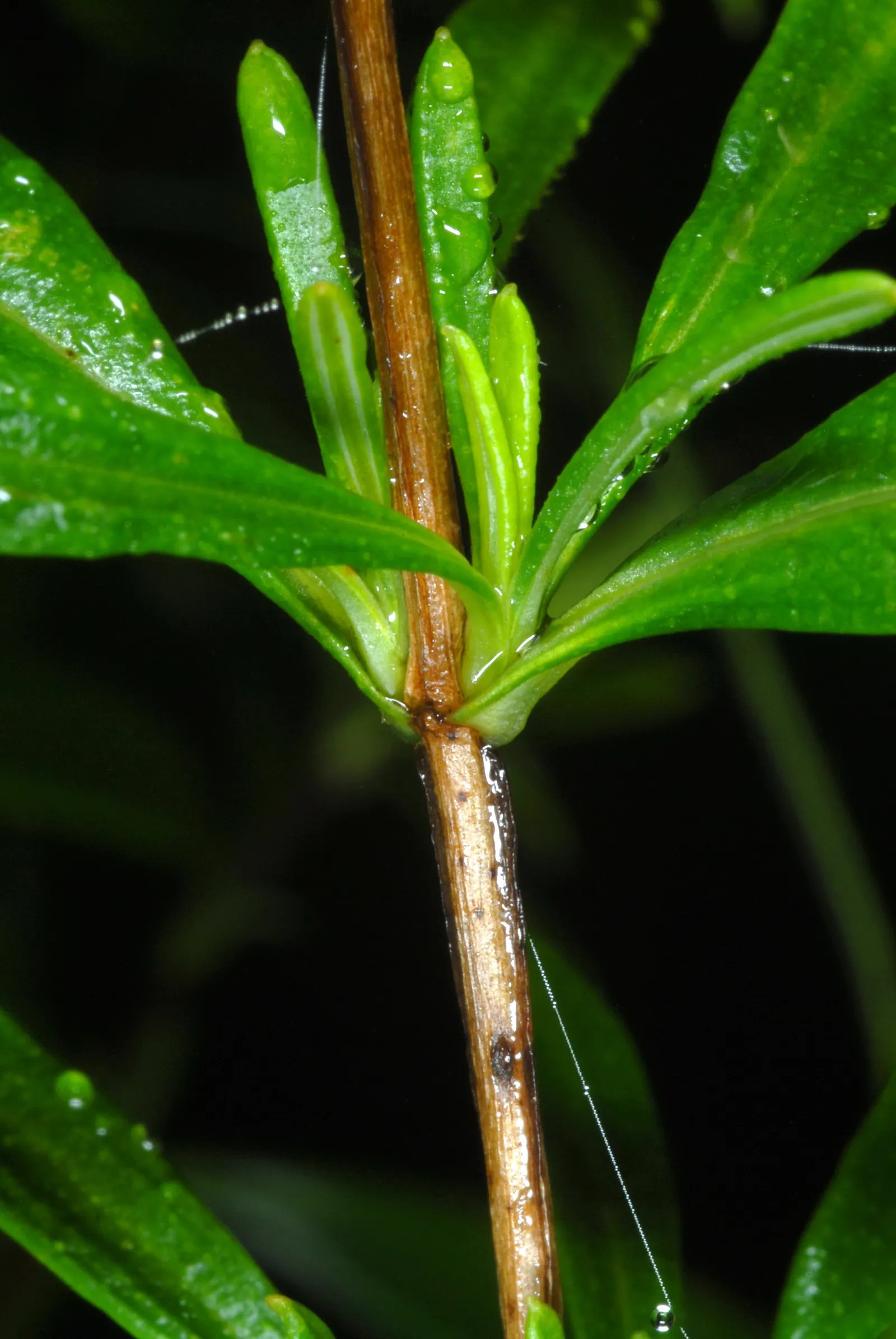 Creeping St. John's Wort, Aaron's B (Hypericum Prolificum) — able to tolerate some drought once established