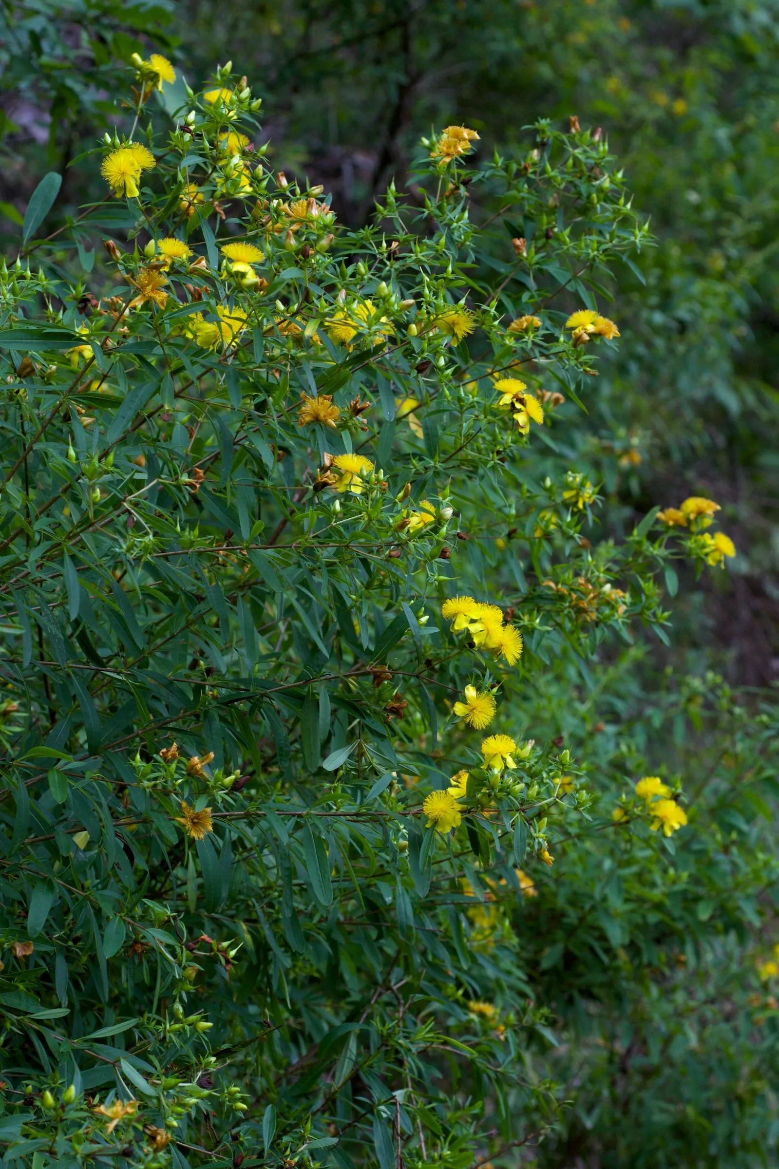 Creeping St. John's Wort, Aaron's B (Hypericum Prolificum) — it bursts into an exuberant display of bright yellow flowers