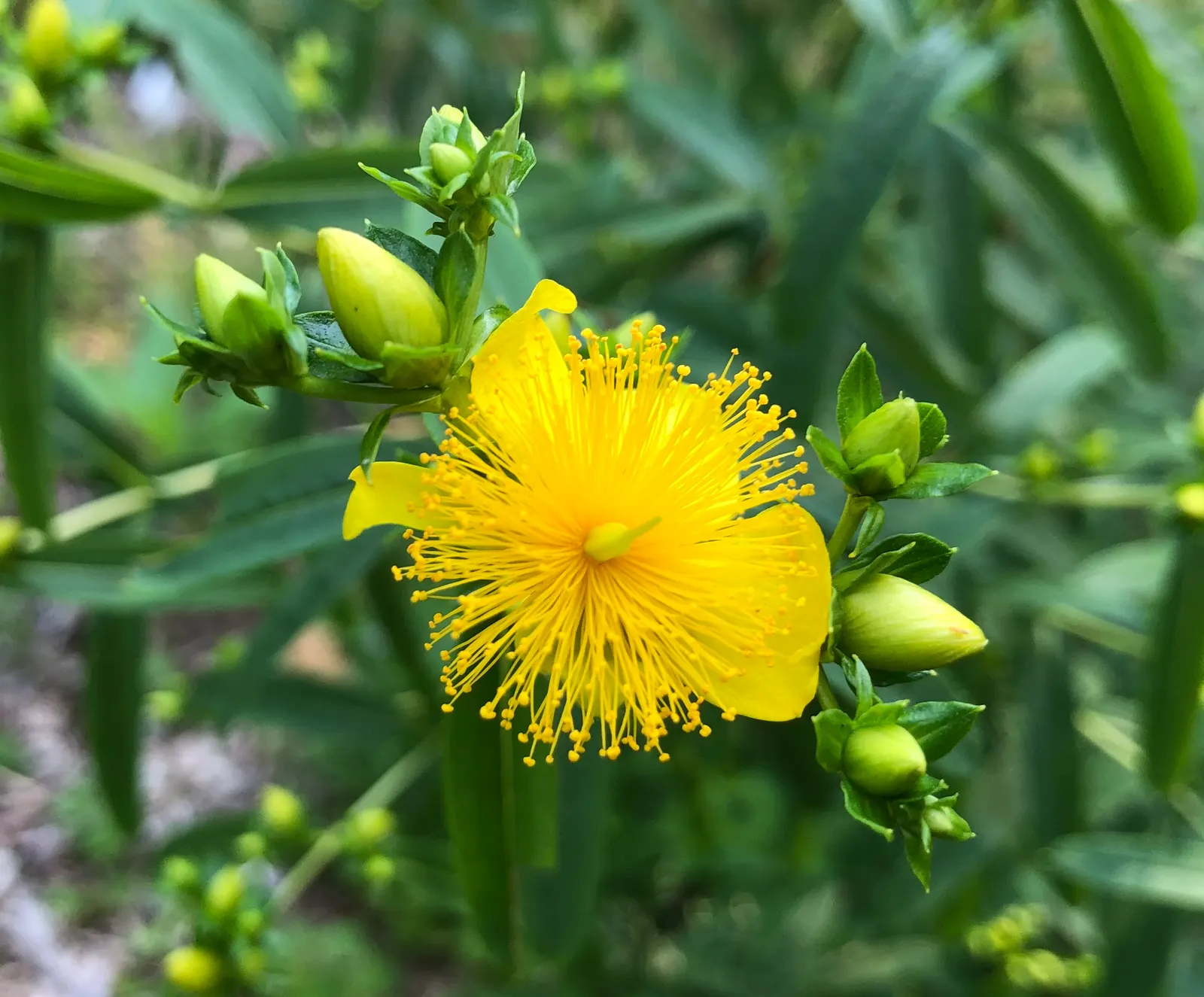 Creeping St. John's Wort, Aaron's B (Hypericum Prolificum) — also known by its botanical name Hypericum prolificum or colloquially as Aaron's beard